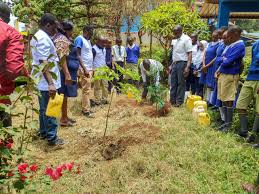 Tree planting and environmental conservation work with local residents.